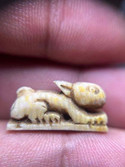 กระต่ายปีนักษัตรไม่ทราบที่ รูปที่ 3