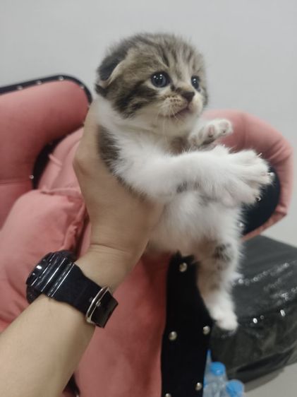 สก็อตติช ชาย  หูพับ 😻😻🏡 รูปที่ 6