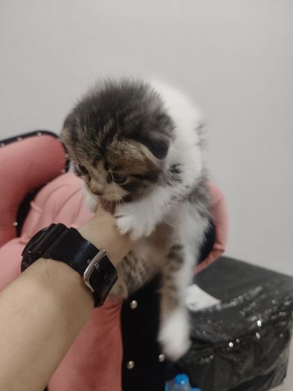 สก็อตติช ชาย  หูพับ 😻😻🏡 รูปที่ 11