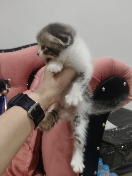 สก็อตติช ชาย  หูพับ 😻😻🏡 รูปที่ 15