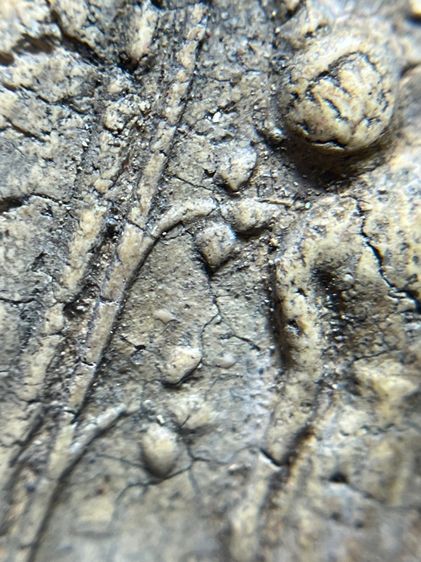 พระสมเด็จพิมพ์ปางไสยาสไม่ตัดปีก รูปที่ 5