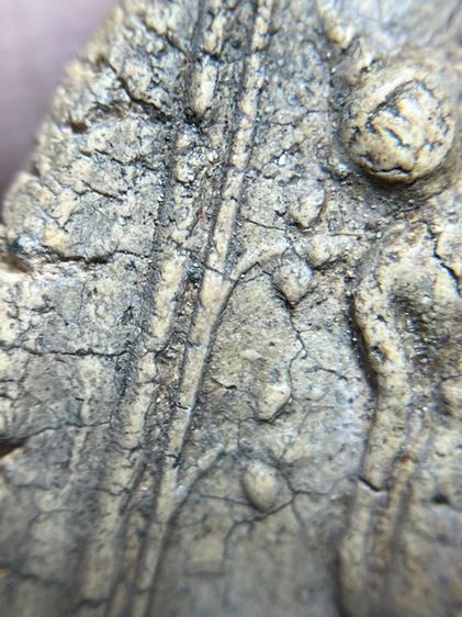 พระสมเด็จพิมพ์ปางไสยาสไม่ตัดปีก รูปที่ 7