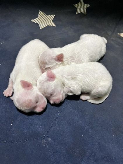 หาแลก มอลทีสเกาหลี ไซร้จิ๋วๆแม่น้ำหนักแค่1โลกว่าๆ พ่อกับแม่ของน้องนำเข้ามาจากเกาหลีซื้อมาราคาหลักแสน หาขอแลกบิชองเพศไหนก็ได้ อายุกี่ปีก็ได้  รูปที่ 3