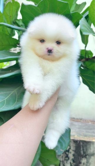 ปอมเมอเรเนียน (Pomeranian) เล็ก ปอมแท้