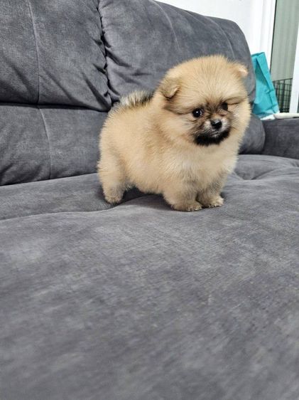 ปอมหน้าหมีเพศหญิง รูปที่ 5