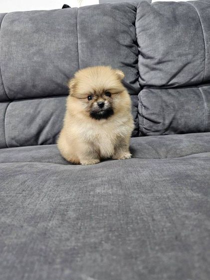 ปอมหน้าหมีเพศหญิง รูปที่ 3