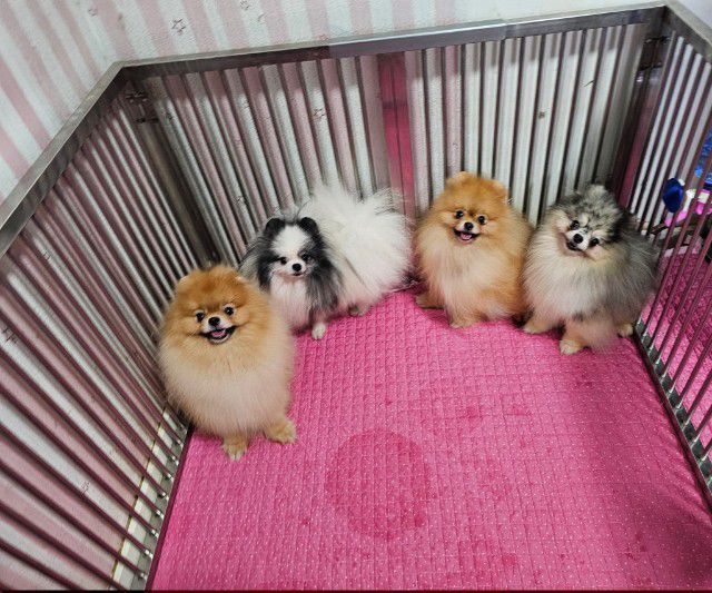 ปอมหน้าหมีเพศหญิง รูปที่ 8