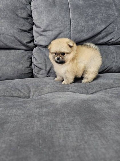 ปอมหน้าหมีเพศหญิง รูปที่ 4