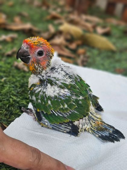 ซันคอนัวร์ ลูกป้อนซ้นคอนัวร์