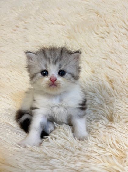 น้องสก๊อตติชแท้ รูปที่ 12