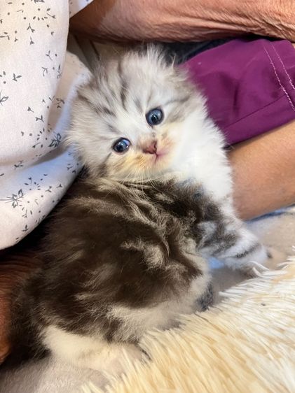 น้องสก๊อตติชแท้ รูปที่ 2