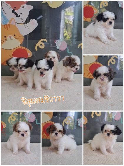 ขายลูกหมาชิสุผสมชิวาวา