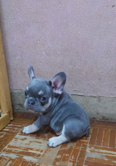 แฟรงค์บลูด๊อก รูปที่ 2