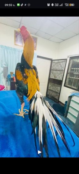 ไก่เหลืองหางขาวดาวรุ่ง รูปที่ 5