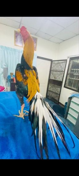 ไก่เหลืองหางขาวดาวรุ่ง รูปที่ 4