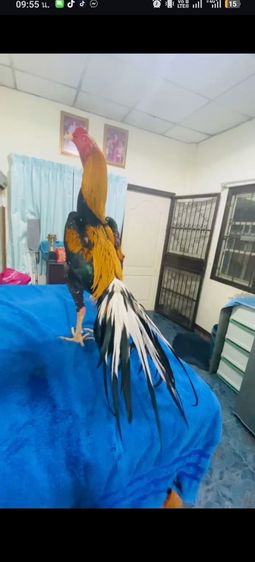 ไก่เหลืองหางขาวดาวรุ่ง