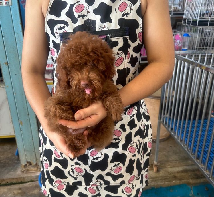 ลูกพุดเดิ้ลทอย ไทนีทอย รูปที่ 6