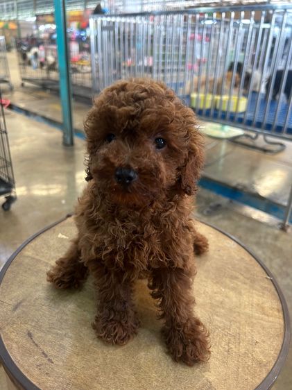 ลูกพุดเดิ้ลทอย ไทนีทอย รูปที่ 3