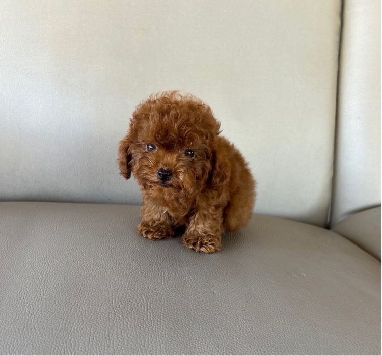 ลูกพุดเดิ้ลทอย ไทนีทอย รูปที่ 5