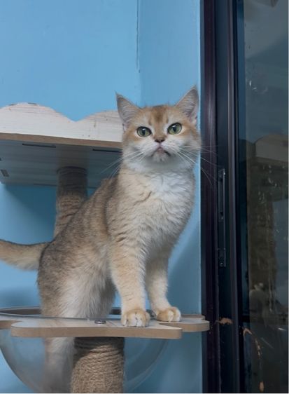 แมวบริติช ชอร์ตแฮร์ เพศเมีย รูปที่ 2