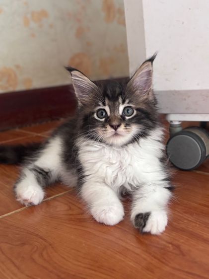 ลูกแมวเมนคูนแท้หญิง พร้อมย้าย