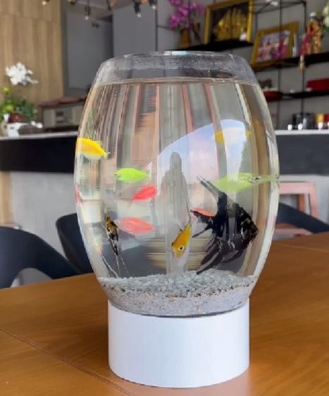 ของตกแต่งบ้านอื่นๆ โหลตู้ปลาเคลื่อนที่  โหลตู้ปลาเชิงนิเวศและเสริมฮวงจุ้ย กลมวงรีสวยงามมากแบบตั้งโต๊ะ