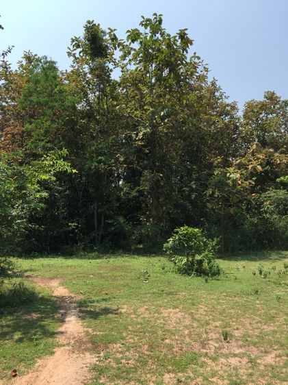 ขายที่ดินบ้านใหม่ ตำบลเวียงตาล อำเภอห้างฉัตร จังหวัดลำปาง  รูปที่ 3