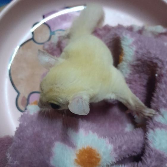 ชูก้าเมีย3เดือน รูปที่ 4