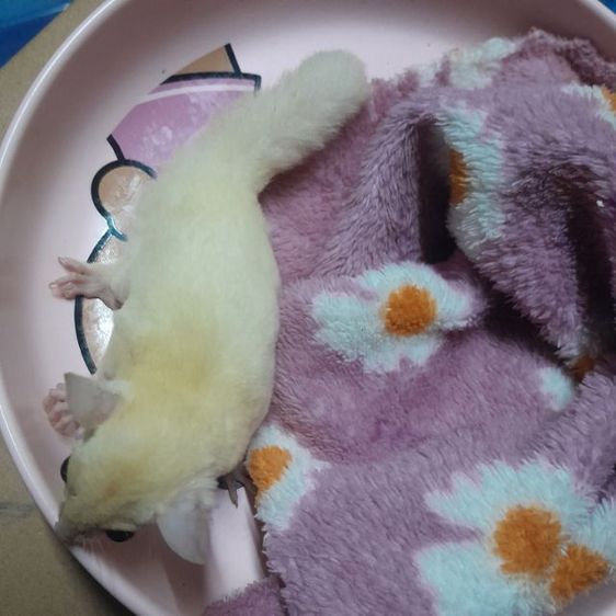 ชูก้าเมีย3เดือน