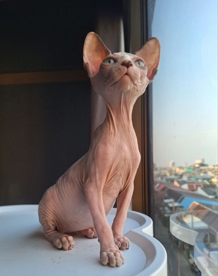 ลูกแมว