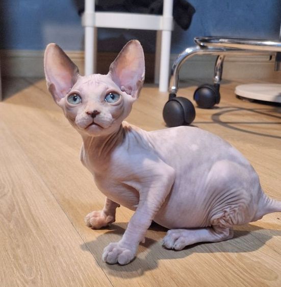 ลูกแมว รูปที่ 7