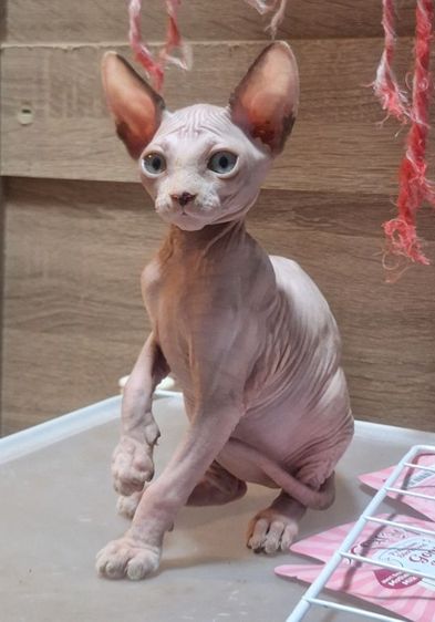 ลูกแมว รูปที่ 4