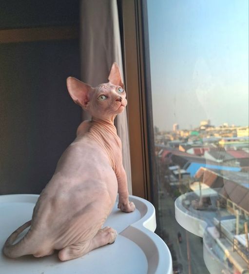 ลูกแมว รูปที่ 2