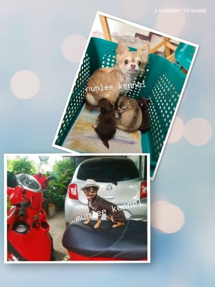 ชิวาวาเพศเมียจังหวัดอุดรธานี รูปที่ 11