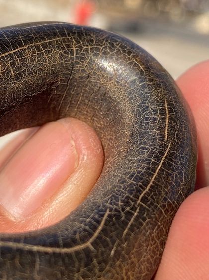 เครื่องราง งูกินหาง รูปที่ 12