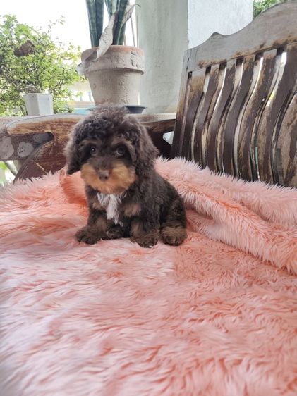 พุดเดิ้ลทอยเพศเมียจังหวัดอุดรธานี รูปที่ 4