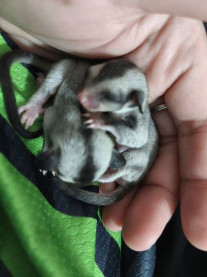 ชูก้า เมีย รูปที่ 3