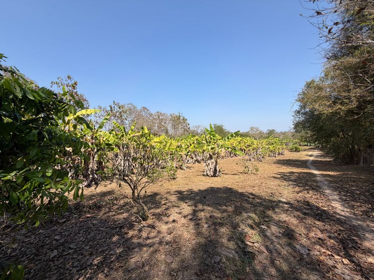 ขายที่ดิน 12 ไร่ ใกล้ Happy Farm, faraway คาเฟ่