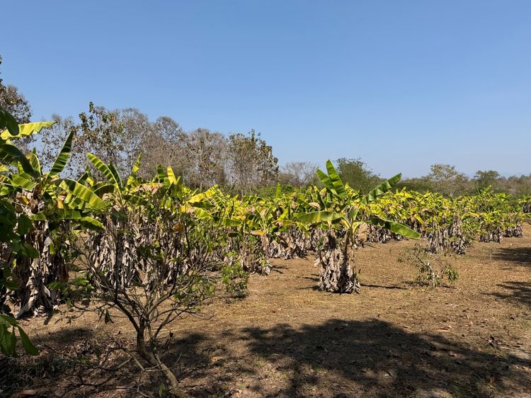 ขายที่ดิน 12 ไร่ ใกล้ Happy Farm, faraway คาเฟ่ รูปที่ 2