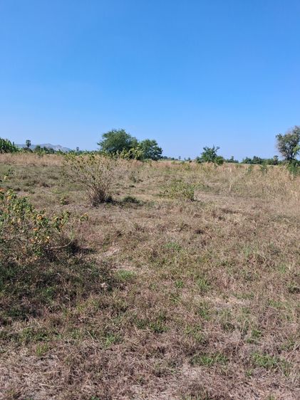 ขายที่ดิน อ.อู่ทอง สุพรรณบุรี รูปที่ 2