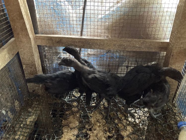 ไก่ดำอินโด รูปที่ 3