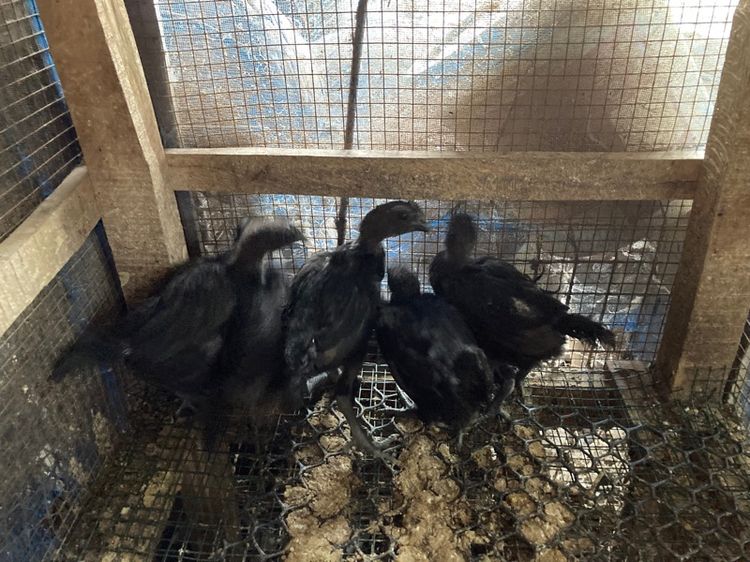 ไก่ดำอินโด รูปที่ 4