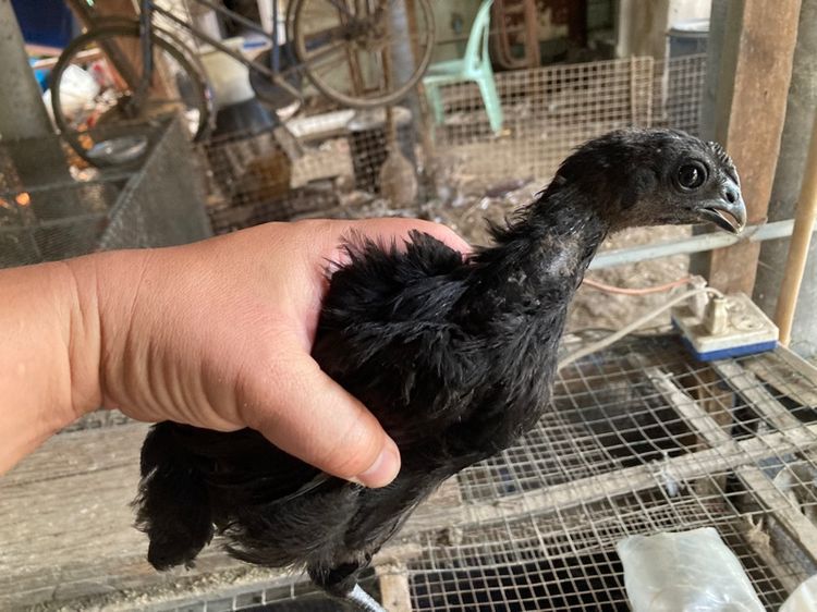 ไก่ดำอินโด รูปที่ 2
