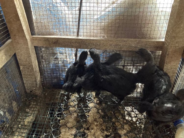 ไก่ดำอินโด รูปที่ 6