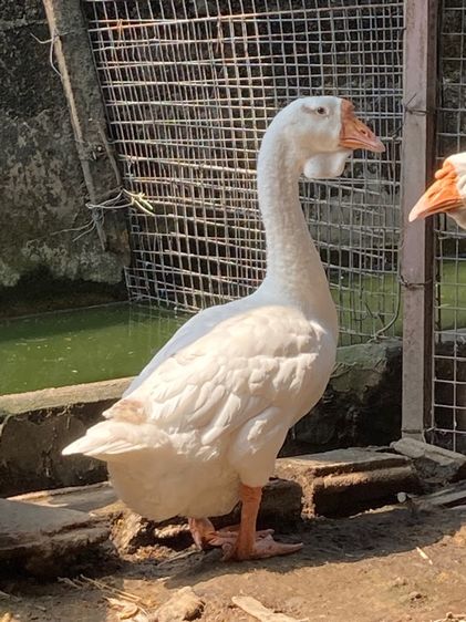 ห่านหัวสิงโต