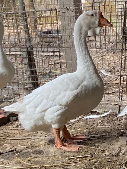 ห่านหัวสิงโต รูปที่ 2