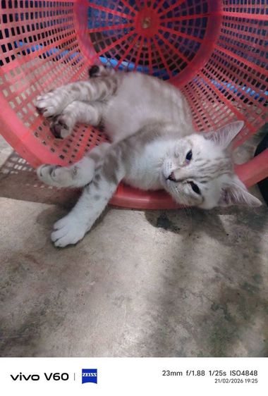 สก๊อตติ๊ด