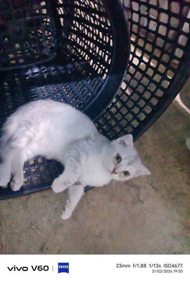 สก๊อตติ๊ด รูปที่ 2