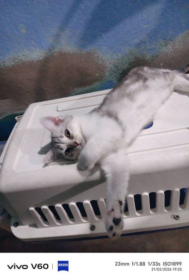 สก๊อตติ๊ด รูปที่ 3