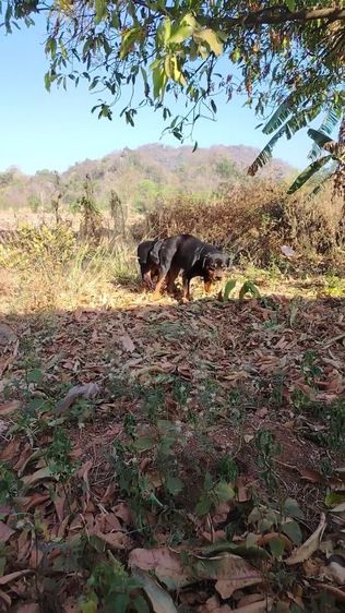 พ่อพันธุ์ร็อตไวเลอร์ รับผสม รูปที่ 4